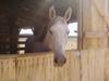 Stable