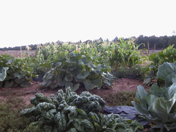 Garden