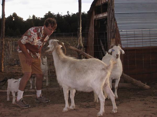 Goat kisses