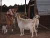 Goat kisses