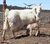 Consuala and kid