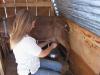 Milking