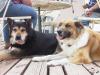 Dog days