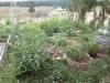 Yard Garden 07'