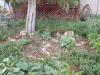 Yard Garden '07 (2)