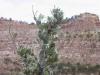 Mountain Mahogany