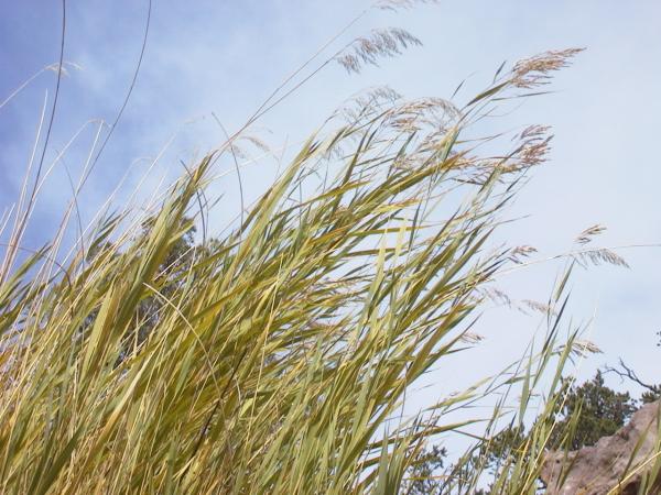 Reeds
