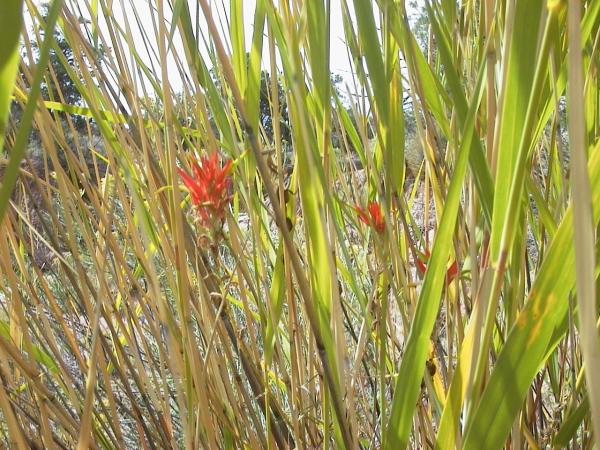Reeds