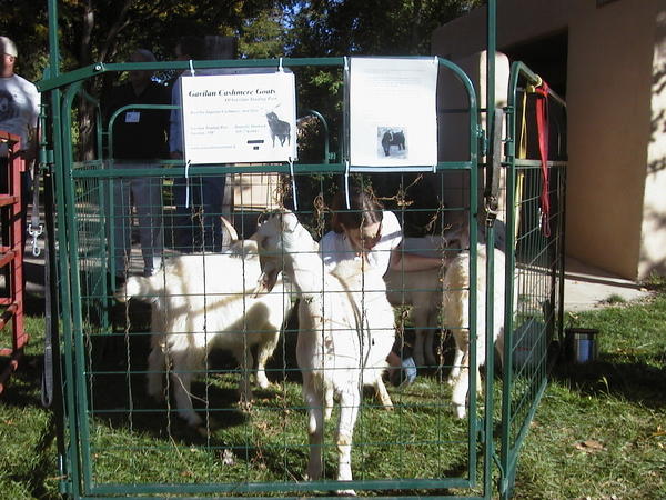 Taos Wool Festival