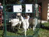 Taos Wool Festival