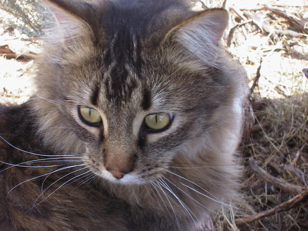 Prince