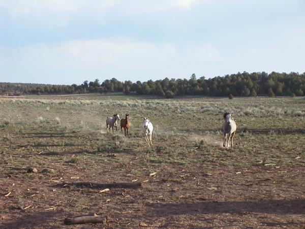 Horse herd