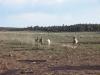 Horse herd