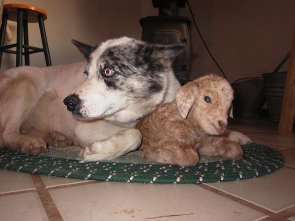 Indigo & Kid Goat