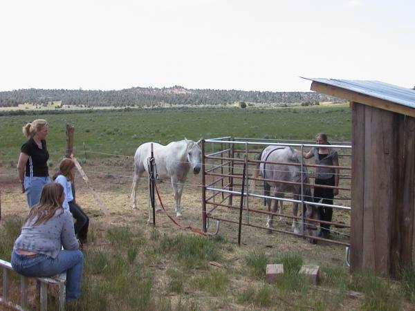 Horsin' around