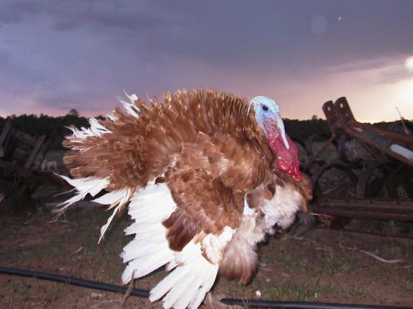 Turkey