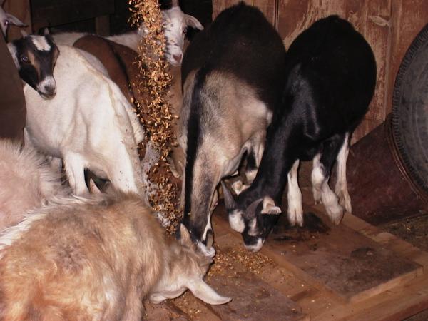 Feeding the goatlings