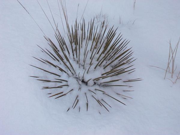 Snowy Yucca