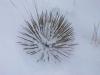 Snowy Yucca