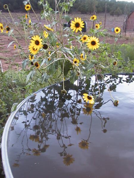 Sunflowers