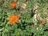 Mexican Sun Flowers