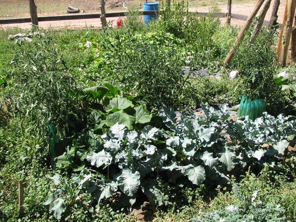 Yard Garden '09
