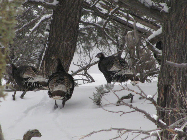 Wild Turkeys