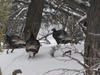 Wild Turkeys
