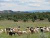 Cashmere herd