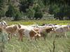 Goat herd