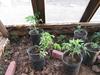 Greenhouse