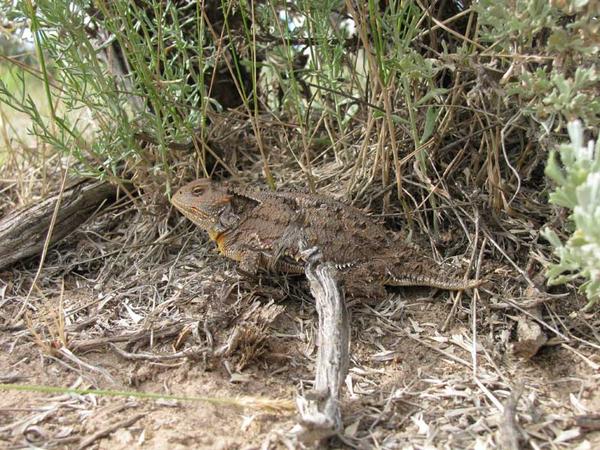 Horned Lizard