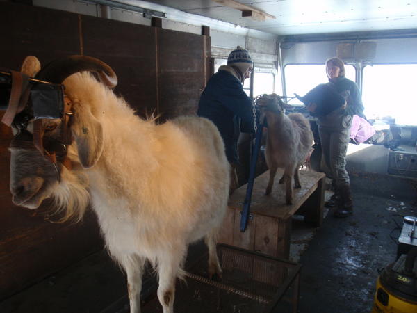 Combing