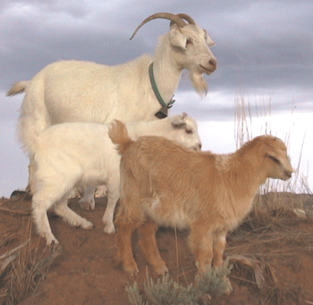 Sammy and kids