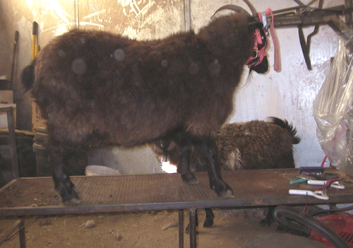 Sable